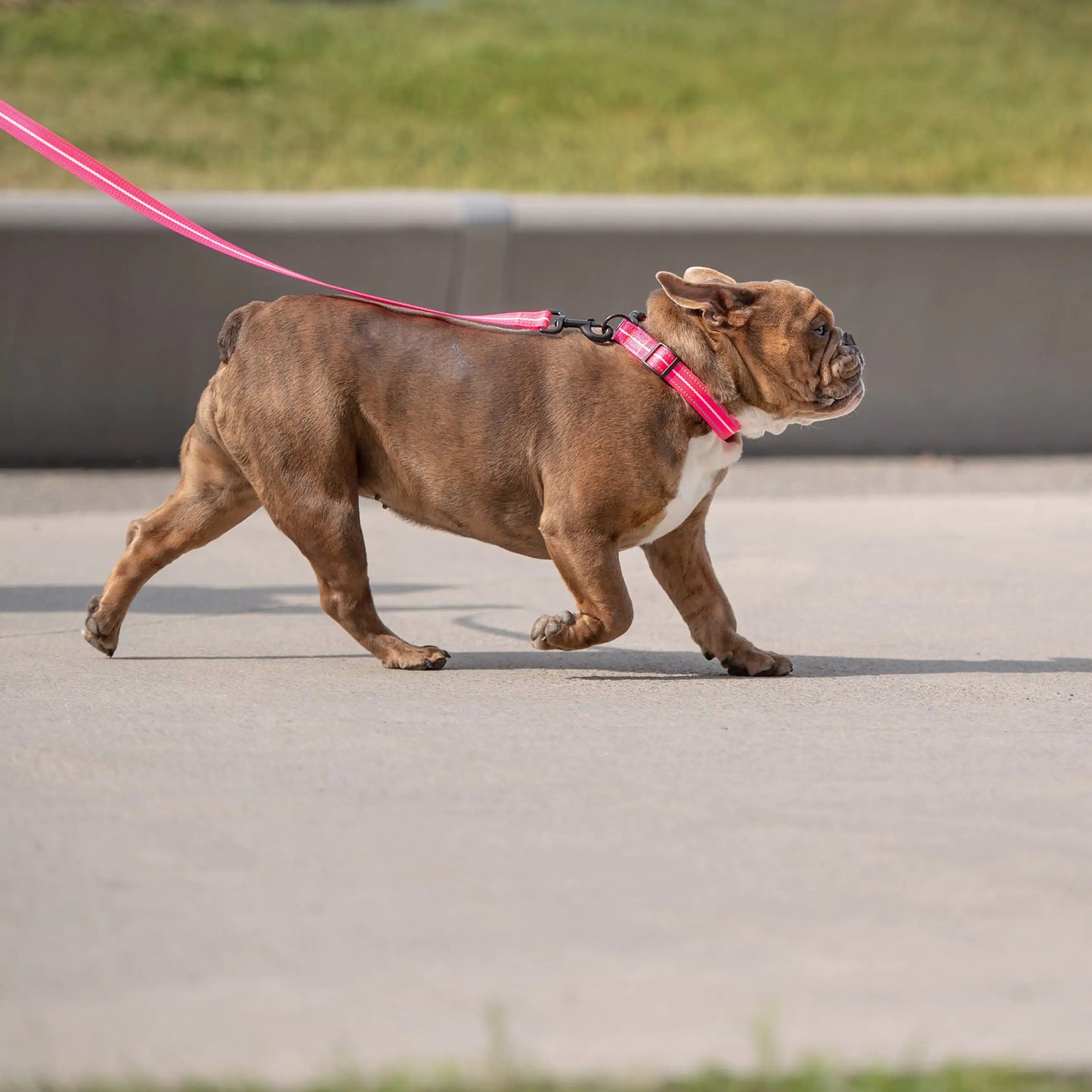 Reflective Collar - Neon Pink