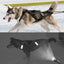 Skijoring Gear For Large Dogs Waterproof