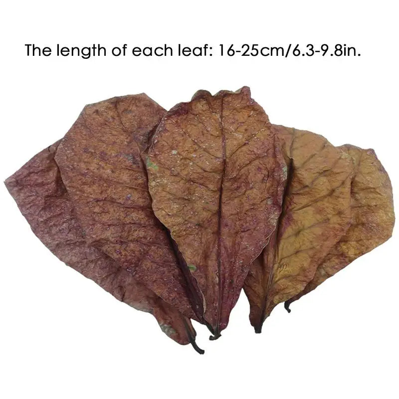 10/20/50pcs Natural Catappa Leaves Almond Leaves Fish Cleaning For Aquarium Fish Tank Reduce PHs Softened Purified Water Quality