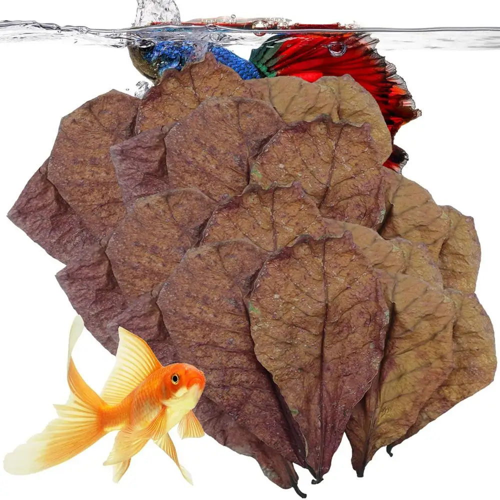 10/20/50pcs Natural Catappa Leaves Almond Leaves Fish Cleaning For Aquarium Fish Tank Reduce PHs Softened Purified Water Quality