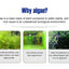 Algae Remover Fish Tank Water Grass Aquarium Green Aquatic Weed Moss Algae Removal Environmental Ecological Safe Water Purifier