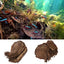 10/20Pcs Natural Terminalia Catappa Leaves Cleaning Treatment Fish Tank Filter Aquarium Foetida Leaves Shrimp Catfish Love