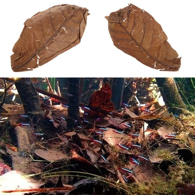 10/20Pcs Natural Terminalia Catappa Leaves Cleaning Treatment Fish Tank Filter Aquarium Foetida Leaves Shrimp Catfish Love