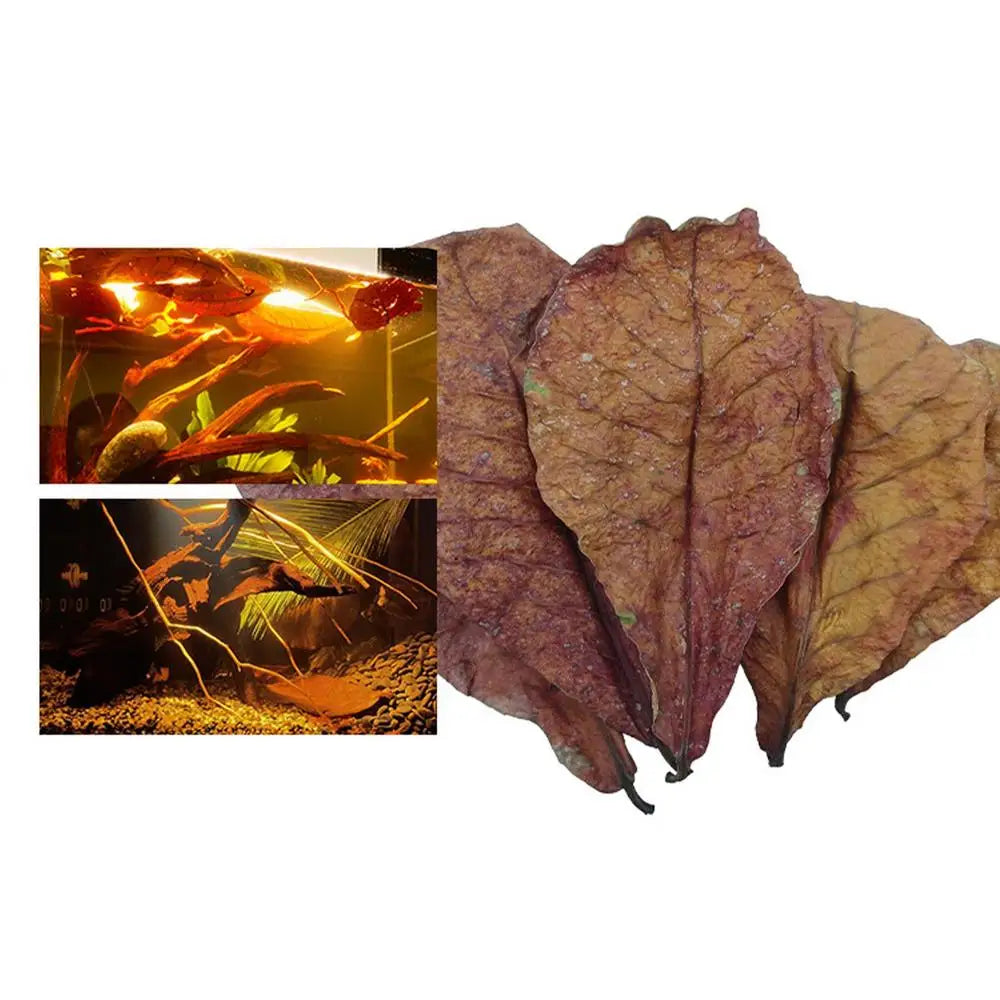 10/20/50pcs Natural Catappa Leaves Almond Leaves Fish Cleaning For Aquarium Fish Tank Reduce PHs Softened Purified Water Quality