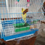 Cage Oiseaux Bird Cages House Backpack Hamster Small Outdoor Bird Toys Cages House Budgie Jaula Agapornis Pet Products