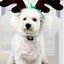 Christmas Headwear Accessories for Dogs and Cats