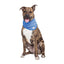 Dog Cooling Bandana