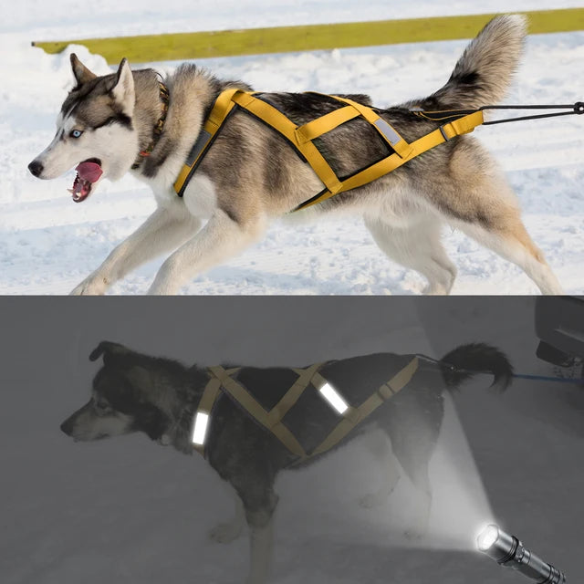 Skijoring Gear For Large Dogs Waterproof