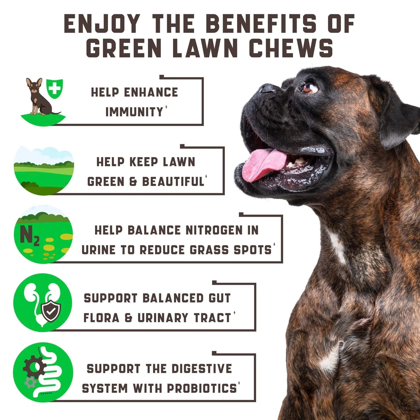 Green Lawn Chews for Dogs   Cranberry ACV Digestive Enzymes   Natural Dog Urine