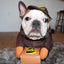 Black Bat Costume for Dogs