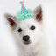 Dog, Puppy & Pet Clip On Grooming Accessory, "Pretty Party Hat"