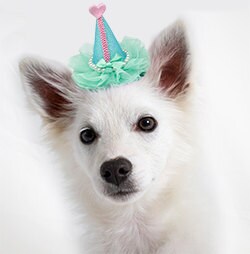 Dog, Puppy & Pet Clip On Grooming Accessory, "Pretty Party Hat"