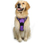 Chest And Back Breathable Reflective Dog Vest