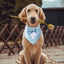 Fashionable Tuxedo Bow Tie For Pets