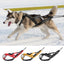 Skijoring Gear For Large Dogs Waterproof